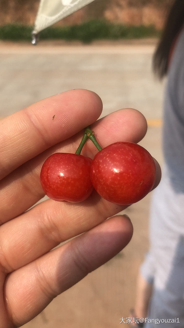 请大家吃樱桃_水果
