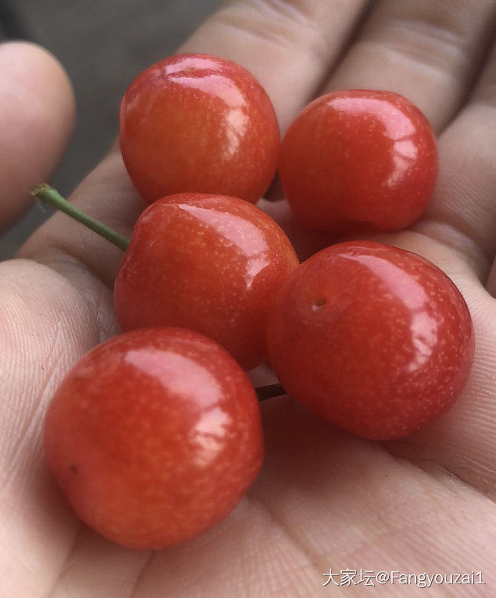 请大家吃樱桃_水果