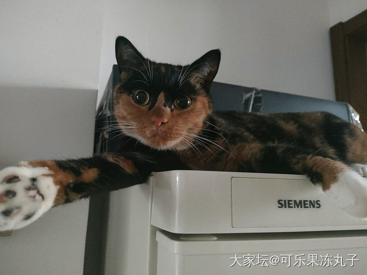 小玳瑁终于有家啦_猫