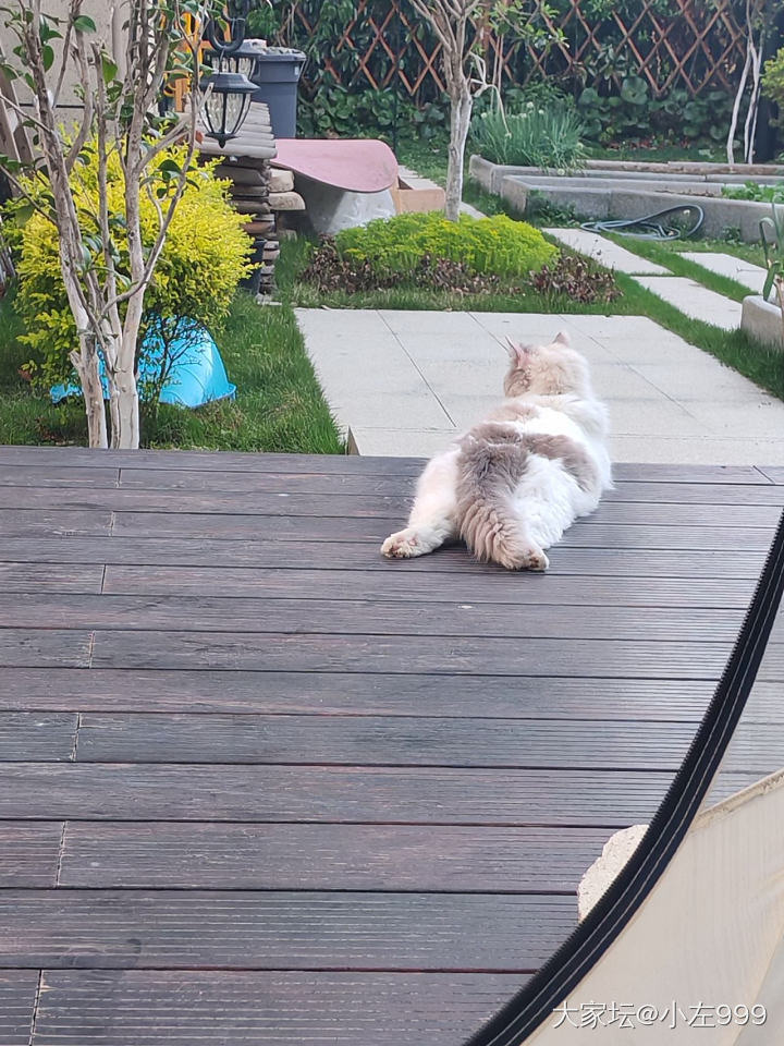 小猫这样好可爱_猫