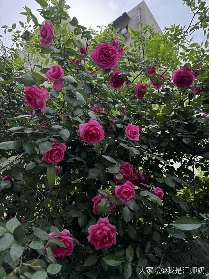睡莲、金银花、石榴都开花啦，夏天来啦！_手镯银