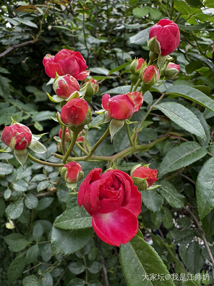 睡莲、金银花、石榴都开花啦，夏天来啦！_手镯银
