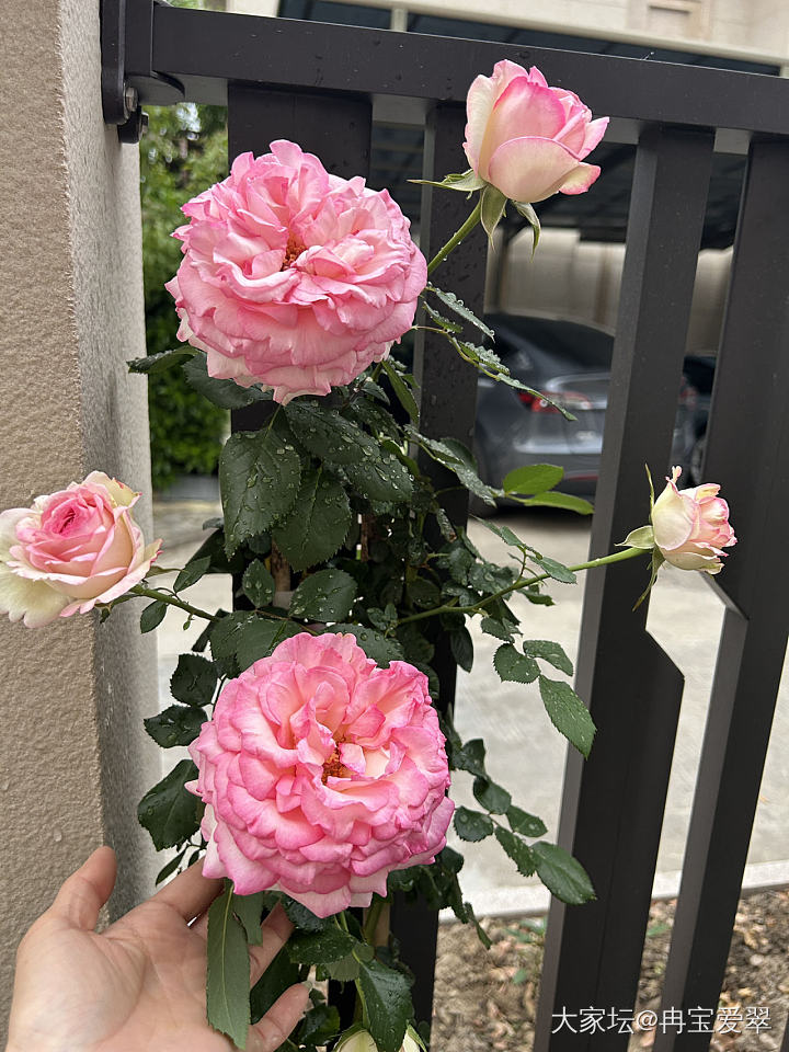 罗伊 粉龙 海神王_花