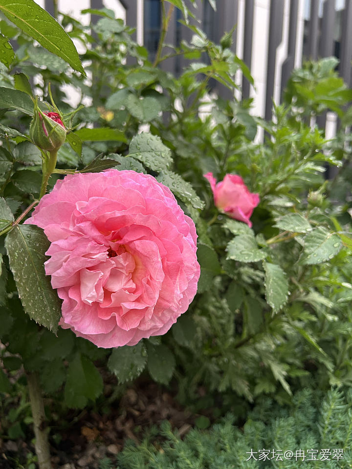 罗伊 粉龙 海神王_花