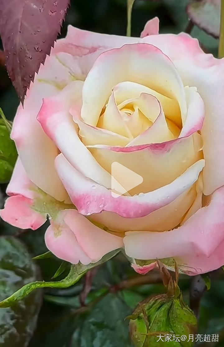 罗伊 粉龙 海神王_花