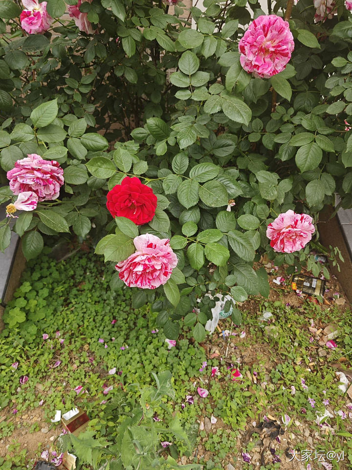 罗伊 粉龙 海神王_花
