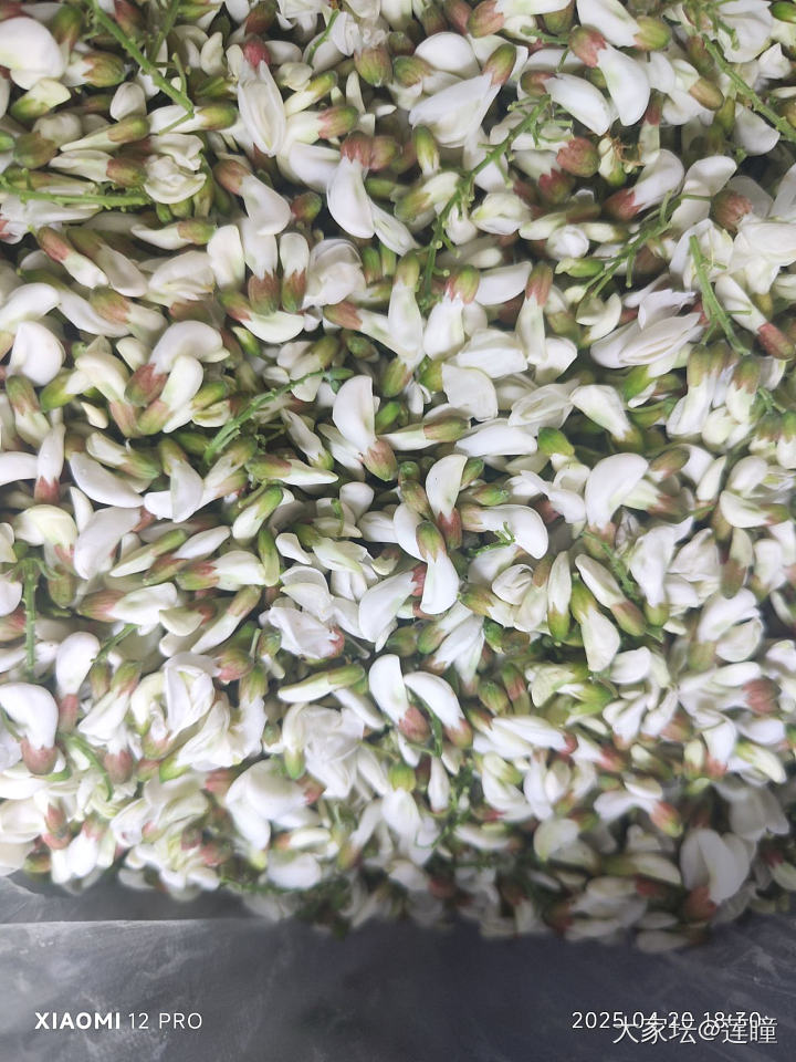 近日吃花总结_美食