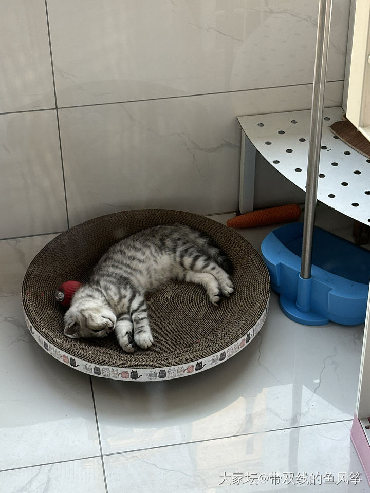 达成学习任务，小猫被留下来了_猫育教亲子