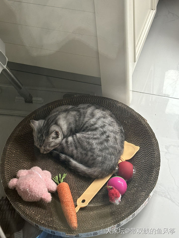达成学习任务，小猫被留下来了_猫育教亲子
