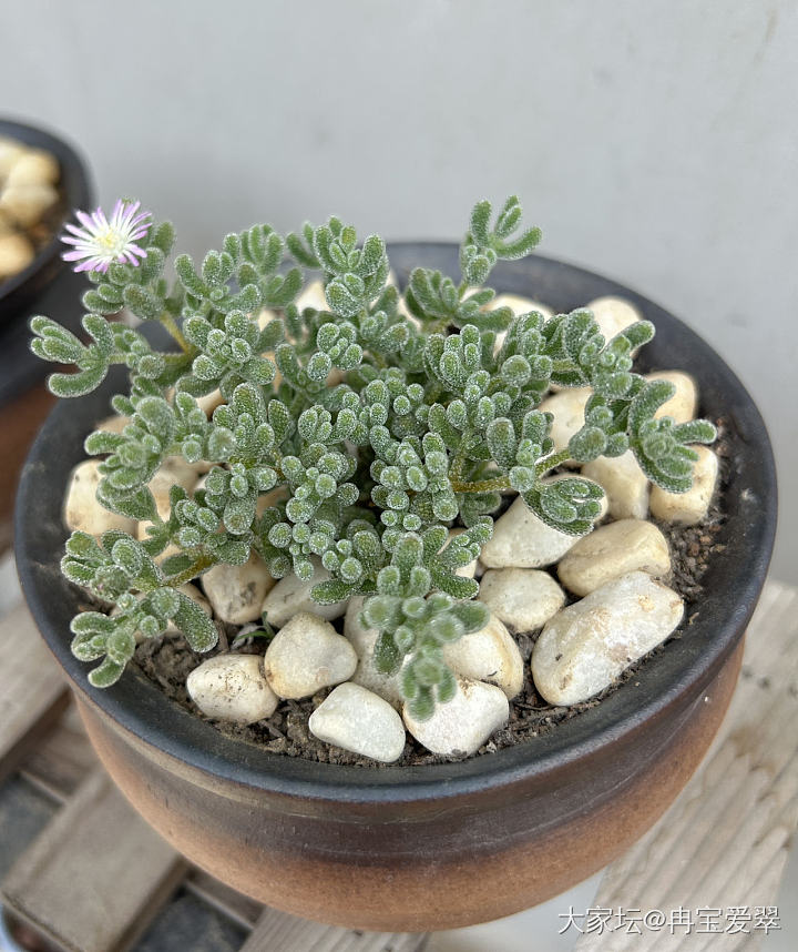 开花花啦_植物