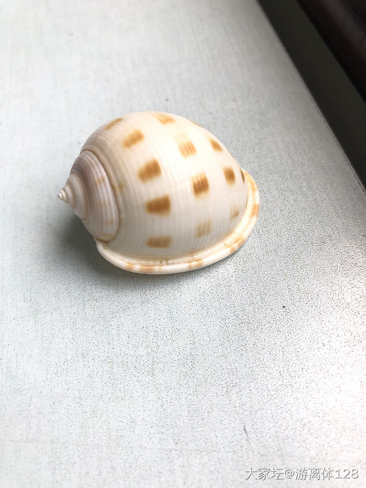 坑坑难出之海螺坑，此贴纯记录_贝壳