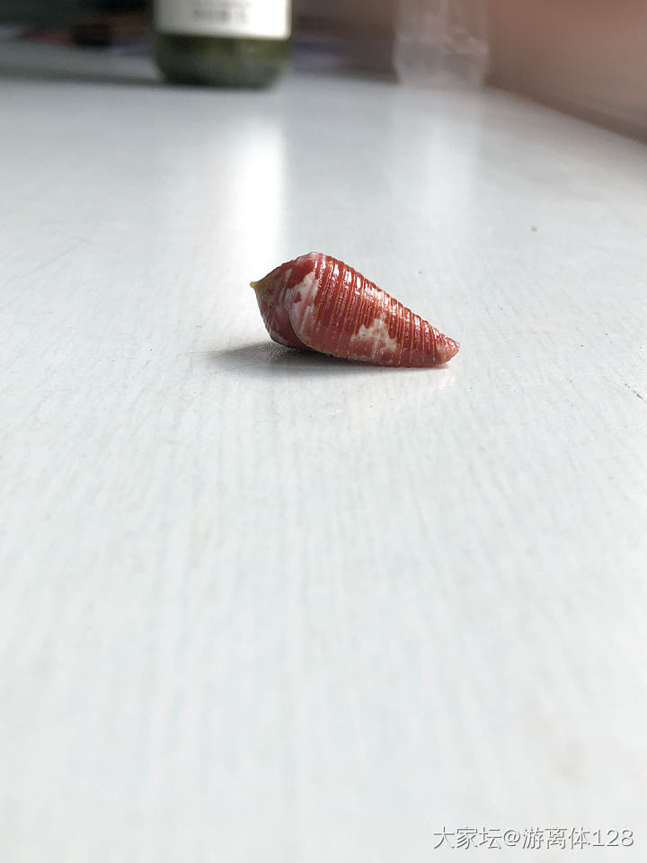 坑坑难出之海螺坑，此贴纯记录_贝壳
