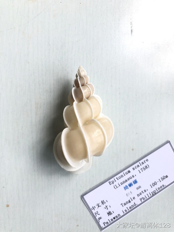 坑坑难出之海螺坑，此贴纯记录_贝壳