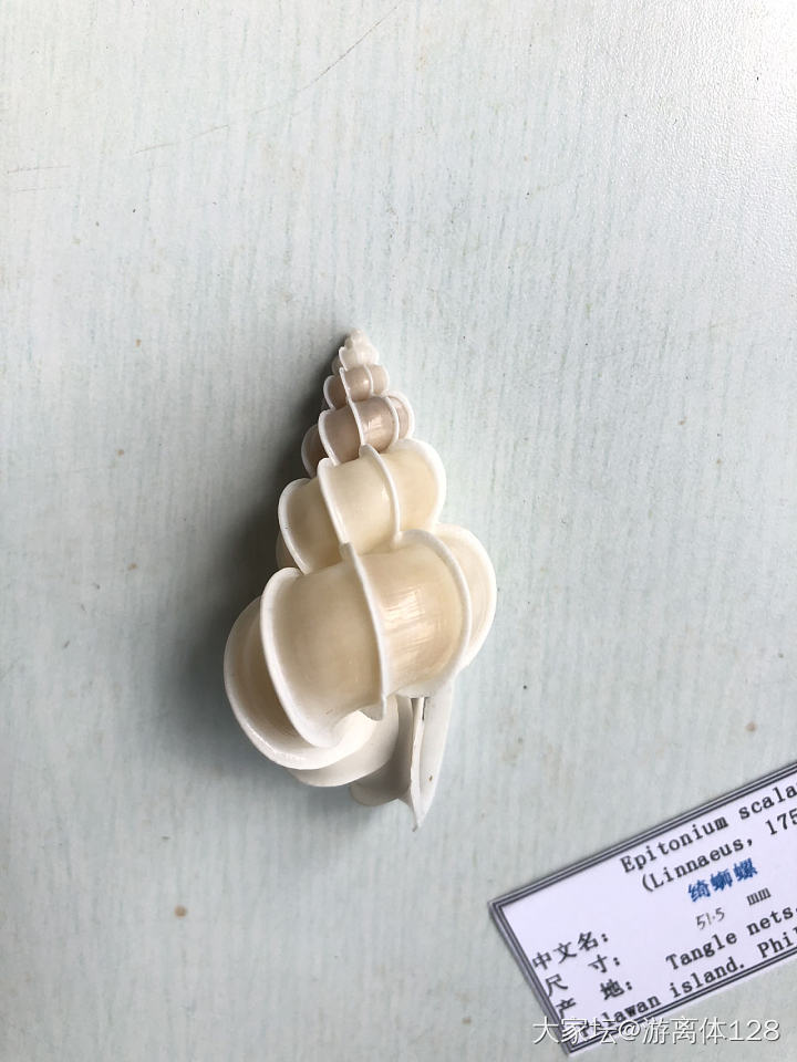坑坑难出之海螺坑，此贴纯记录_贝壳