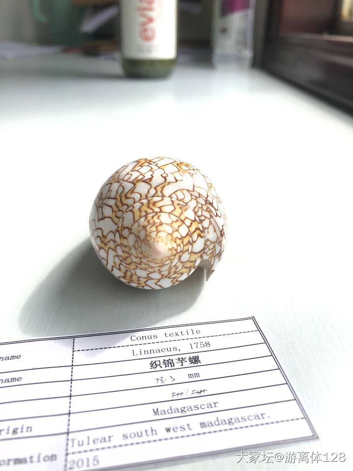 坑坑难出之海螺坑，此贴纯记录_贝壳