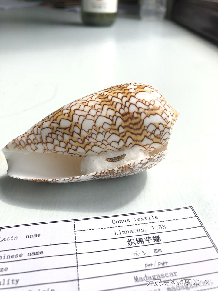 坑坑难出之海螺坑，此贴纯记录_贝壳