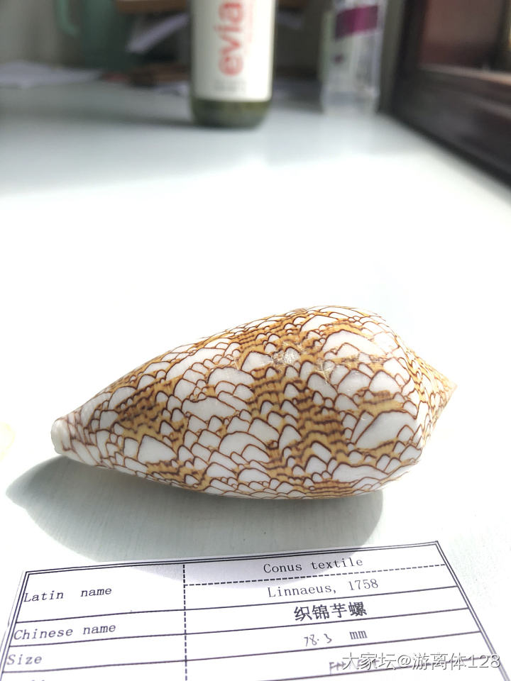坑坑难出之海螺坑，此贴纯记录_贝壳