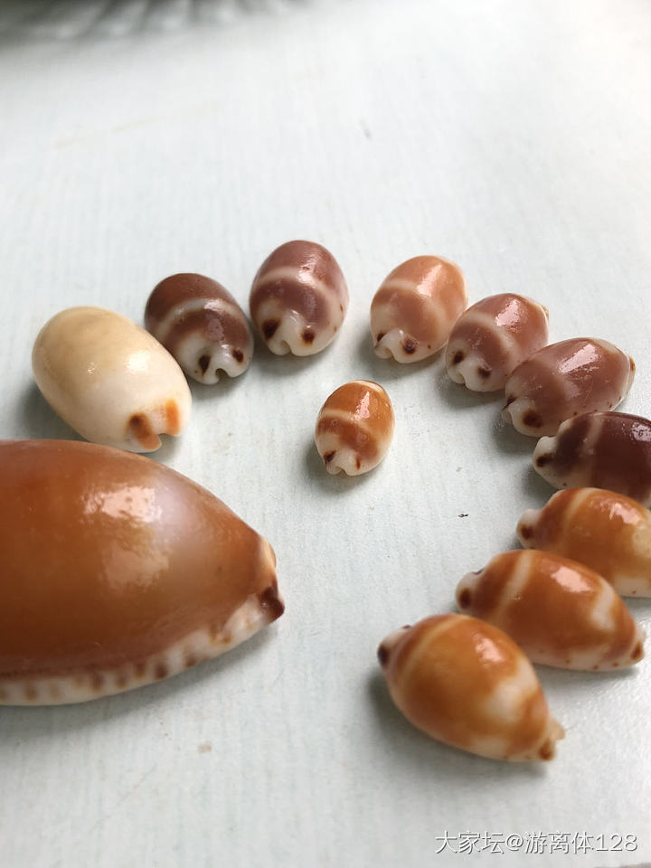 坑坑难出之海螺坑，此贴纯记录_贝壳