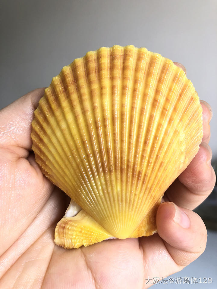 坑坑难出之海螺坑，此贴纯记录_贝壳