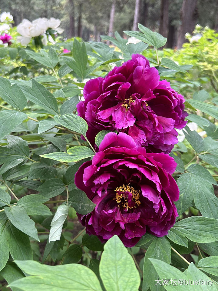 不用去洛阳也能观赏到牡丹花_花