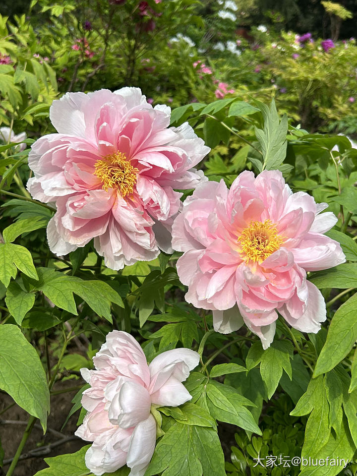 不用去洛阳也能观赏到牡丹花_花