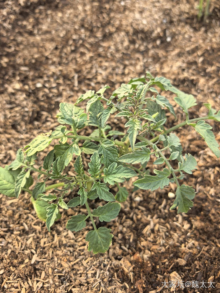 我种的西红柿辣椒长大了点_菜园