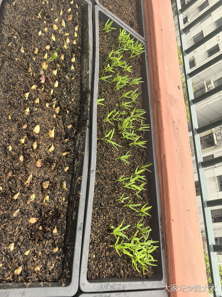 我种的西红柿辣椒长大了点_菜园