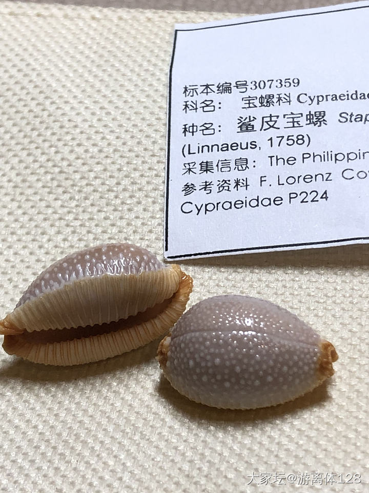 坑坑难出之海螺坑，此贴纯记录_贝壳
