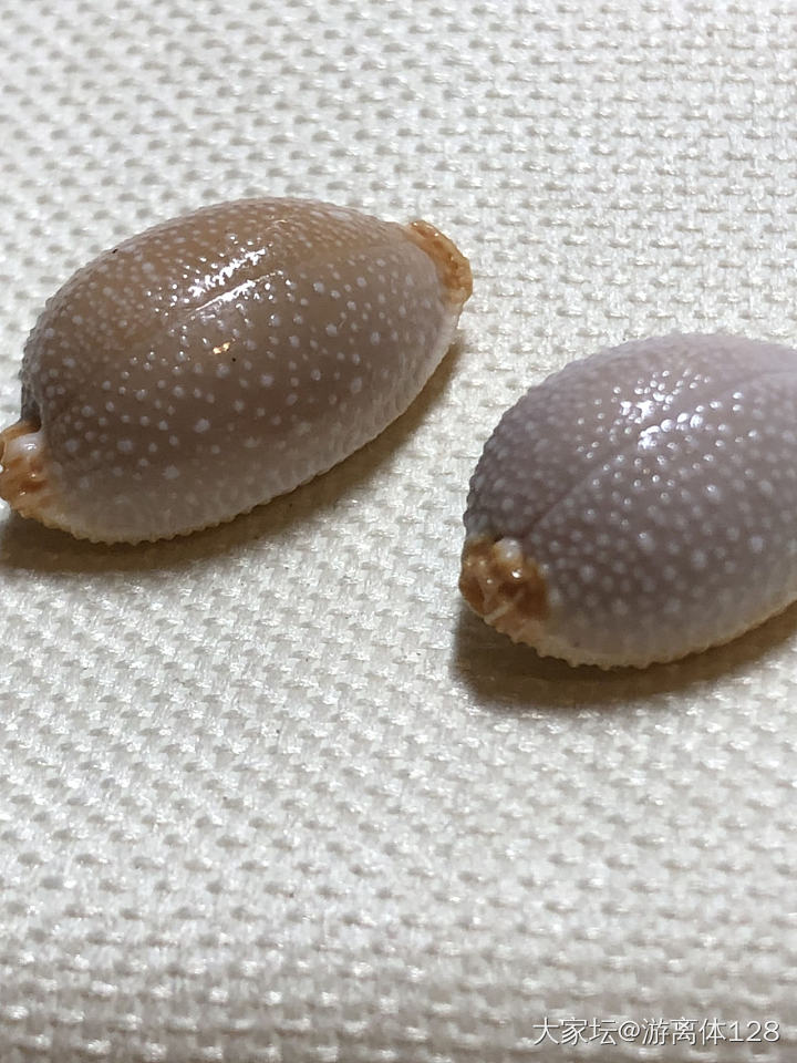 坑坑难出之海螺坑，此贴纯记录_贝壳