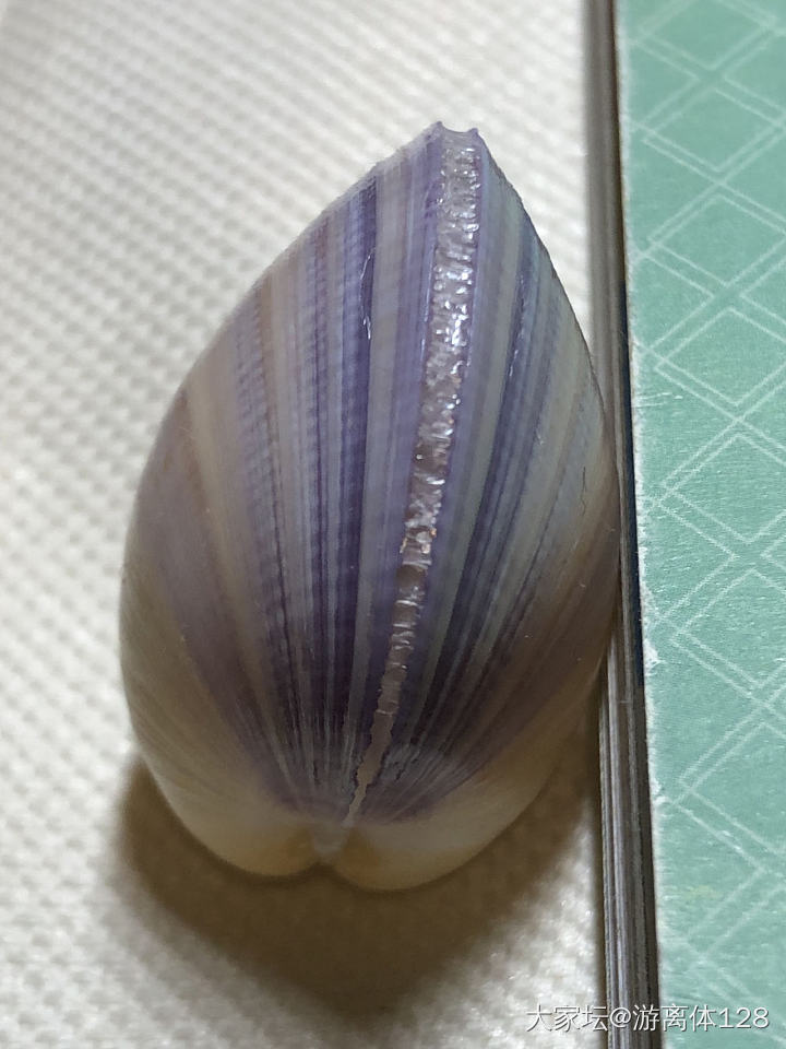 坑坑难出之海螺坑，此贴纯记录_贝壳
