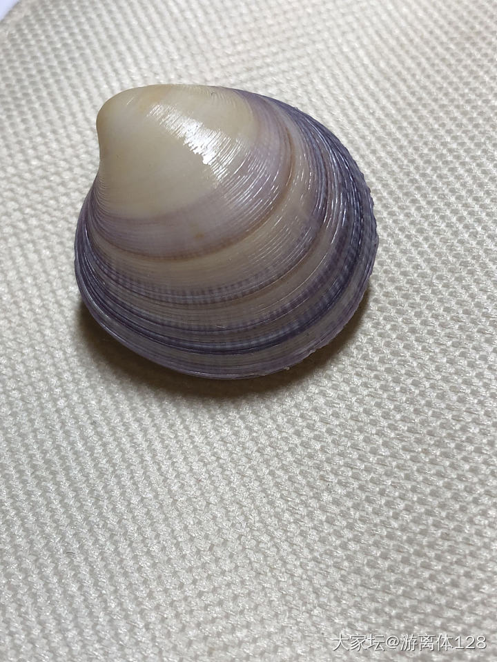 坑坑难出之海螺坑，此贴纯记录_贝壳