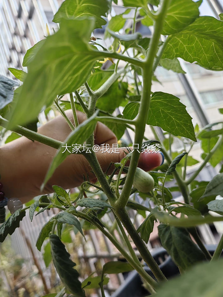 我种的西红柿辣椒长大了点_菜园