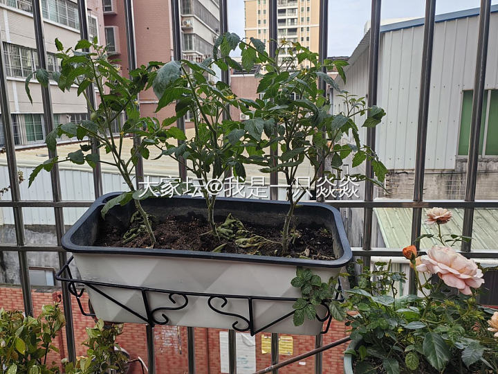 我种的西红柿辣椒长大了点_菜园