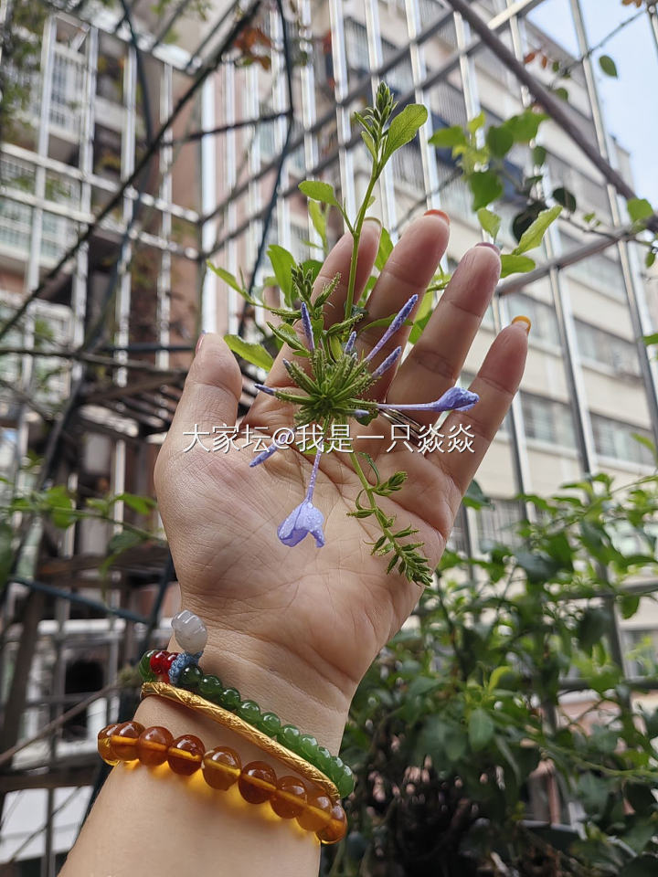 我种的西红柿辣椒长大了点_菜园