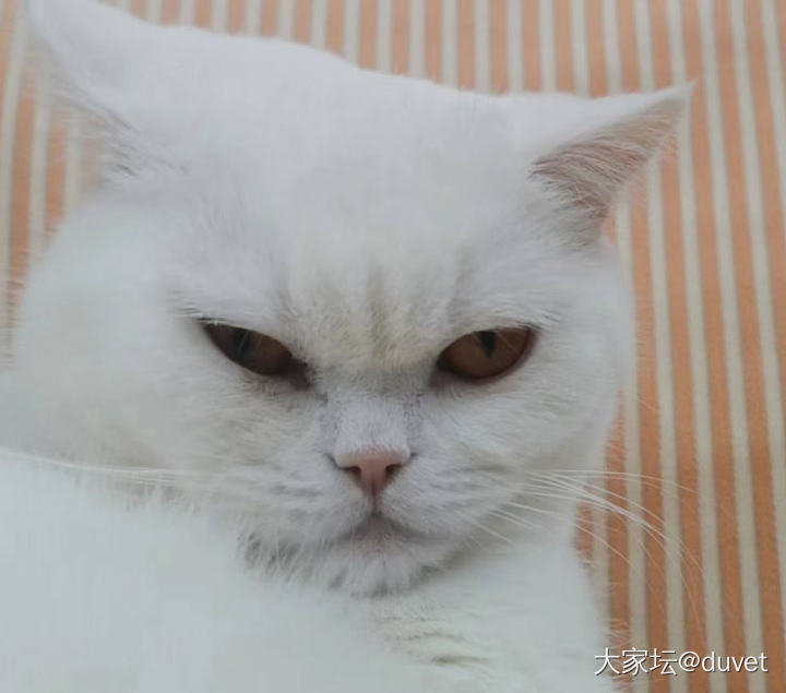 还不起床！嗷呜……把你吃掉  ！！_猫