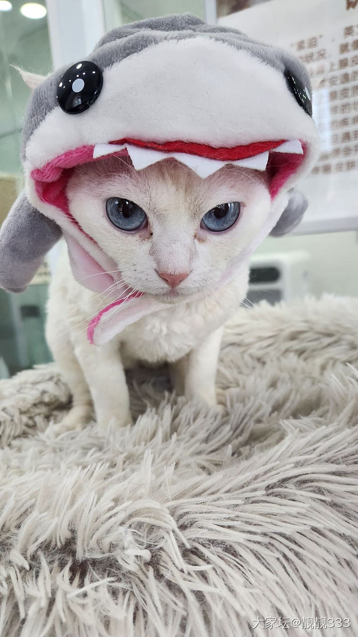 还不起床！嗷呜……把你吃掉  ！！_猫