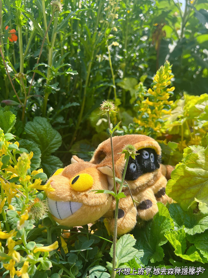 周五不需要文案  连空气都是快乐的_植物