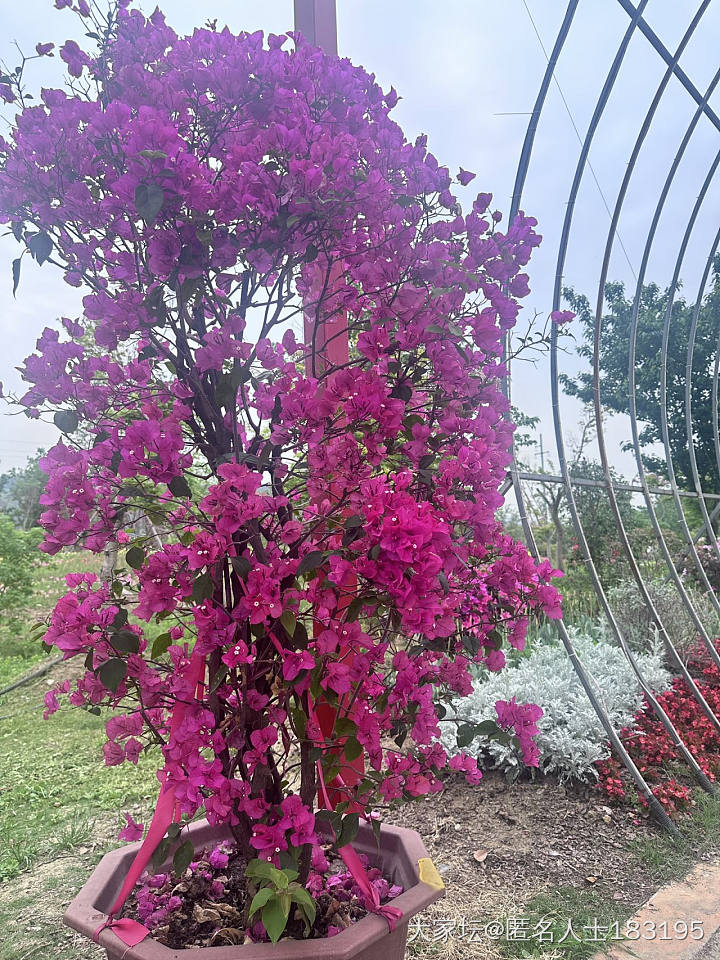 满眼都是花_旅游植物