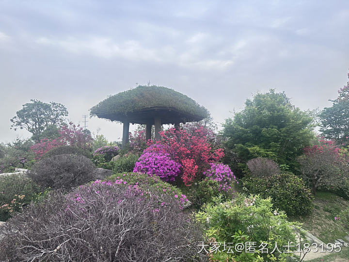 满眼都是花_旅游植物