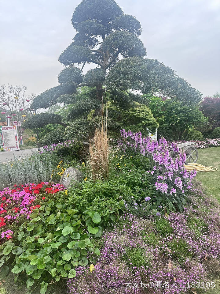 满眼都是花_旅游植物