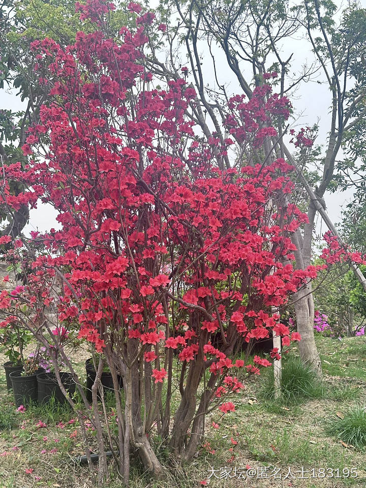 满眼都是花_旅游植物