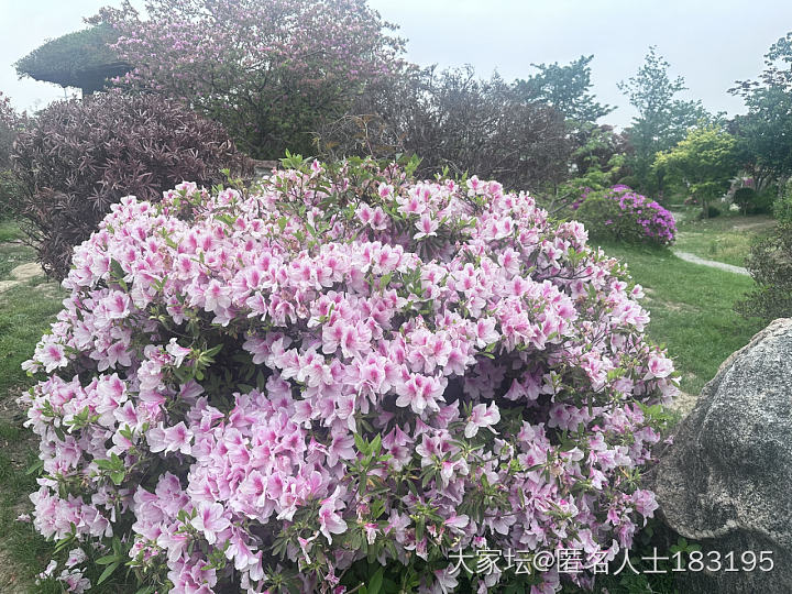 满眼都是花_旅游植物