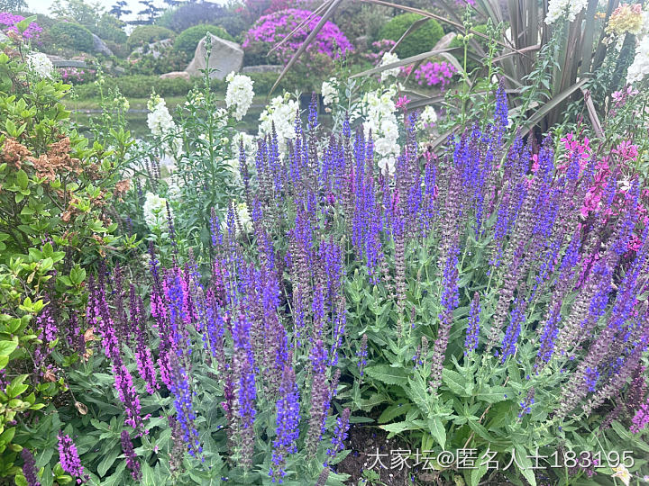 满眼都是花_旅游植物