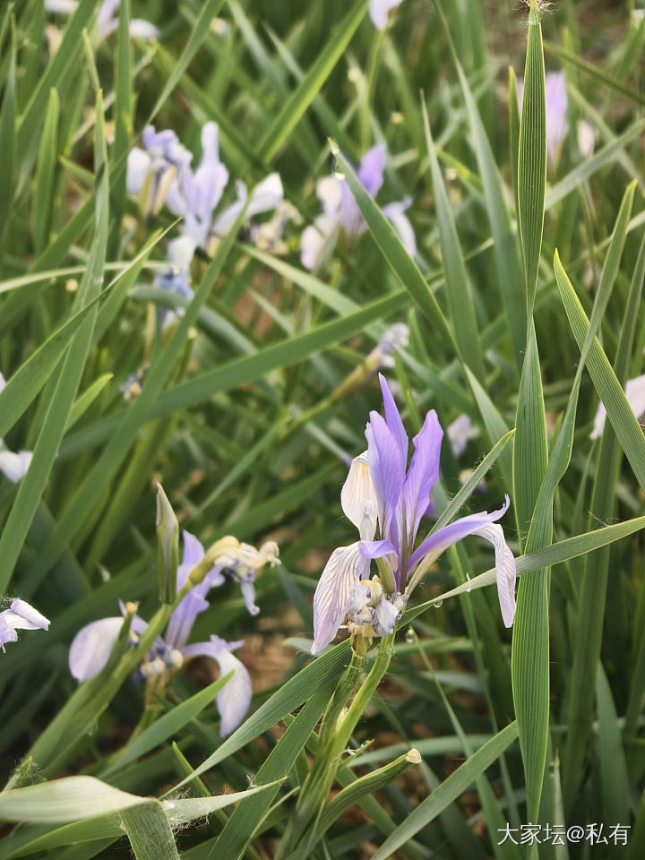 晨起美景分享_花