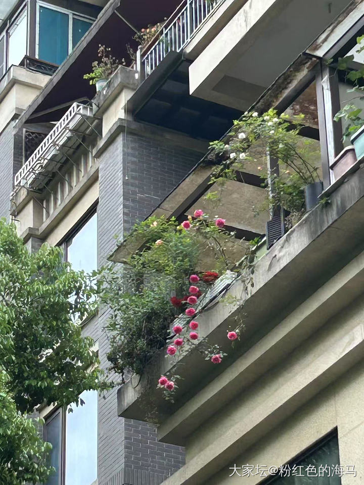 养花人最爱的时节_花