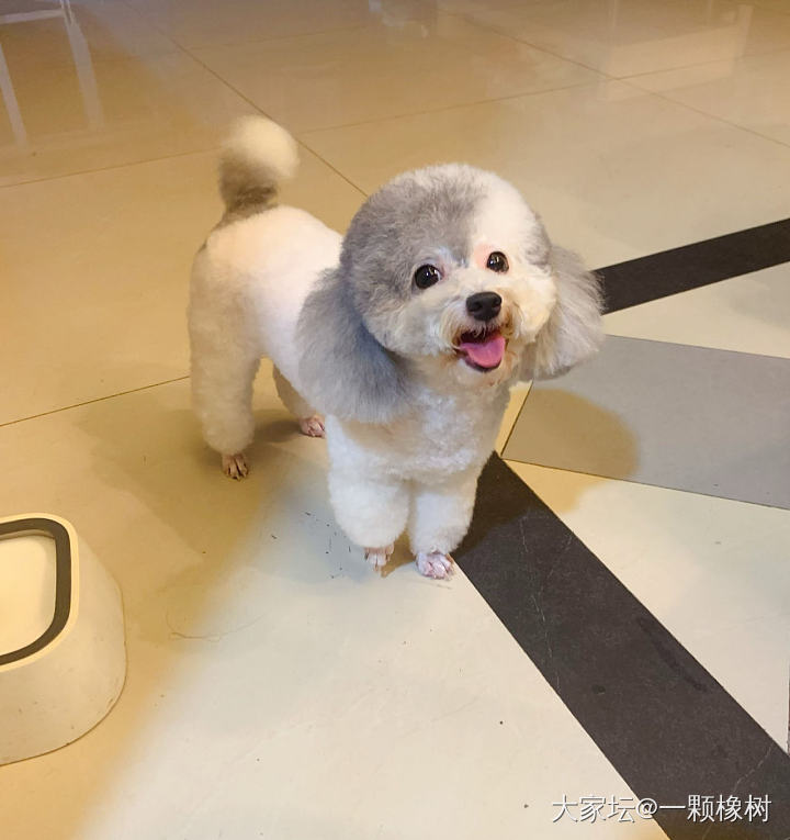 1图是刚到家拍的，2图是到家24天的样子。是不是开始漂亮起来了😂_狗