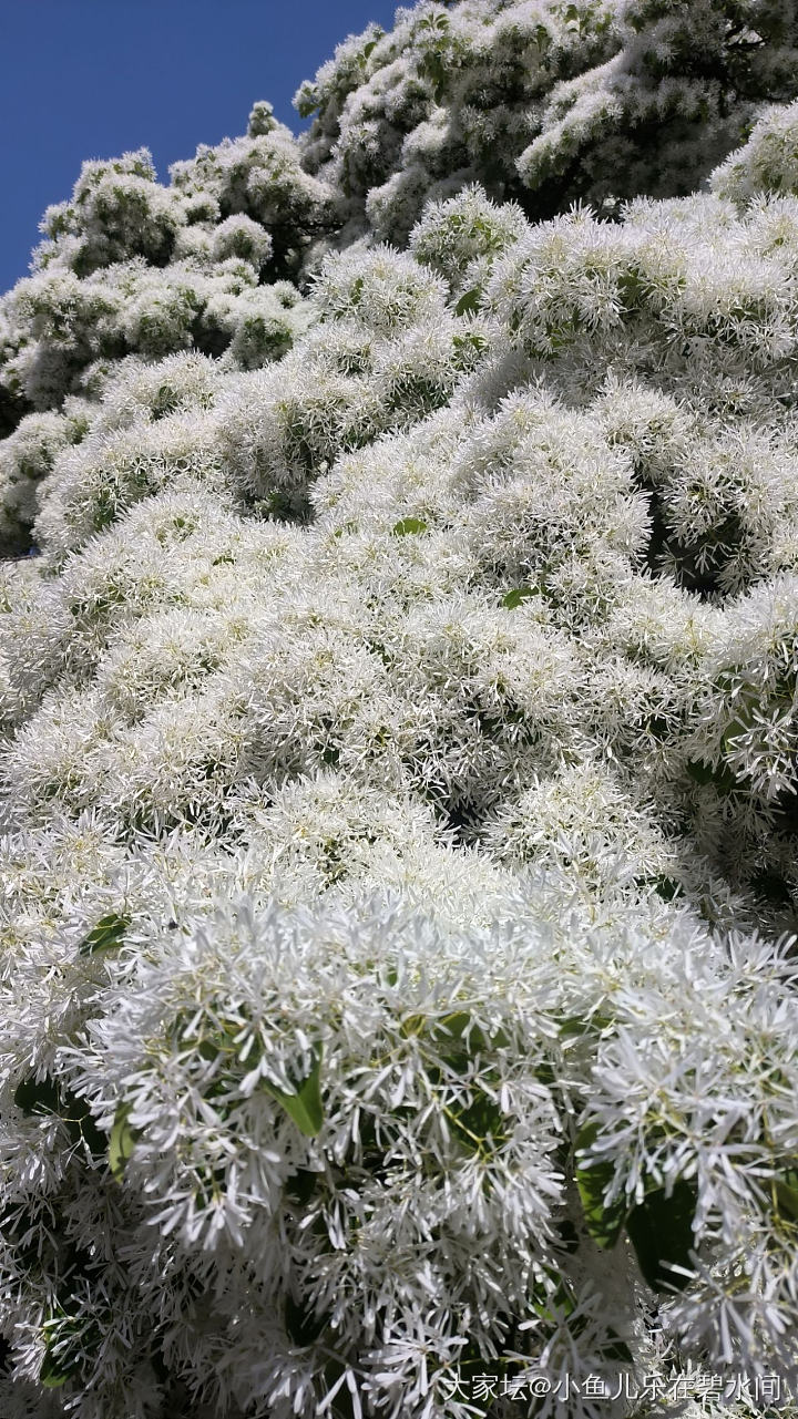 百年流苏树，太好看了_植物