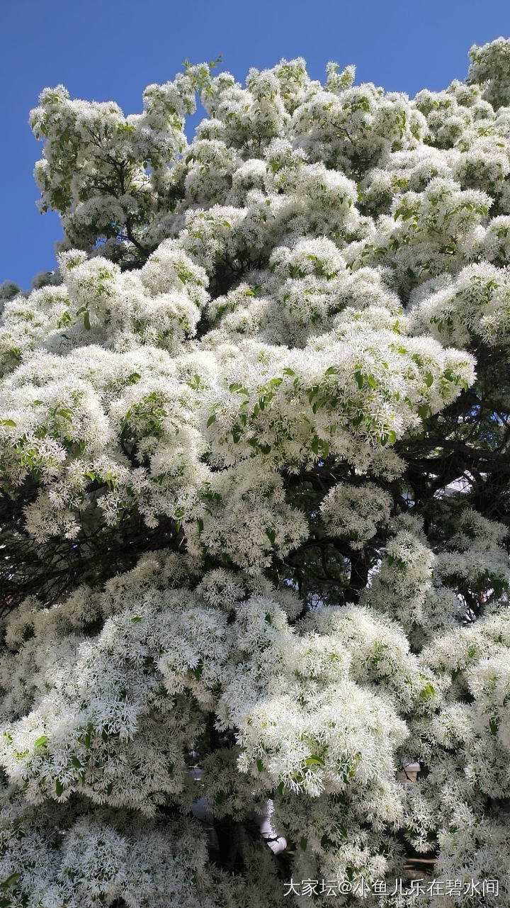百年流苏树，太好看了_植物