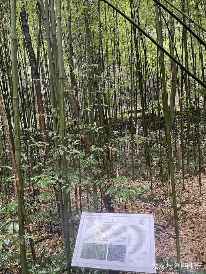 竹子_银