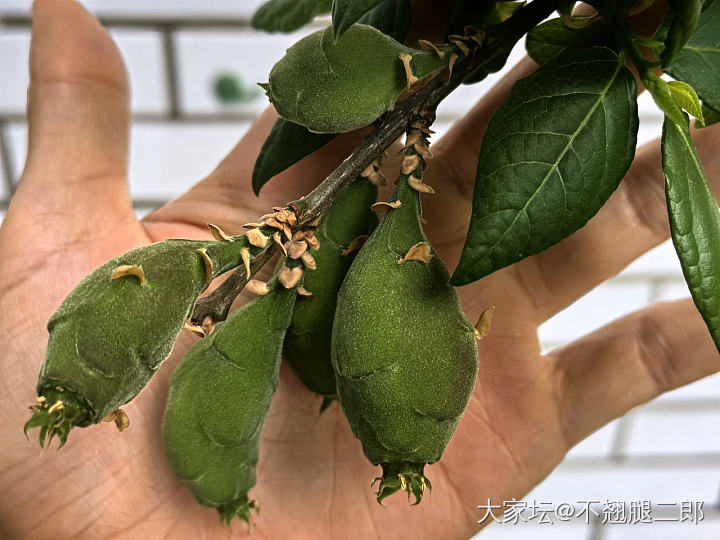 这是什么果子呢？_植物